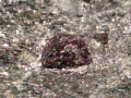 463c
