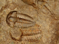 xc253b