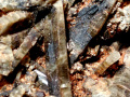 xs87c