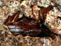598c