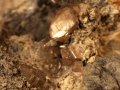25c