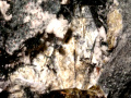 629d